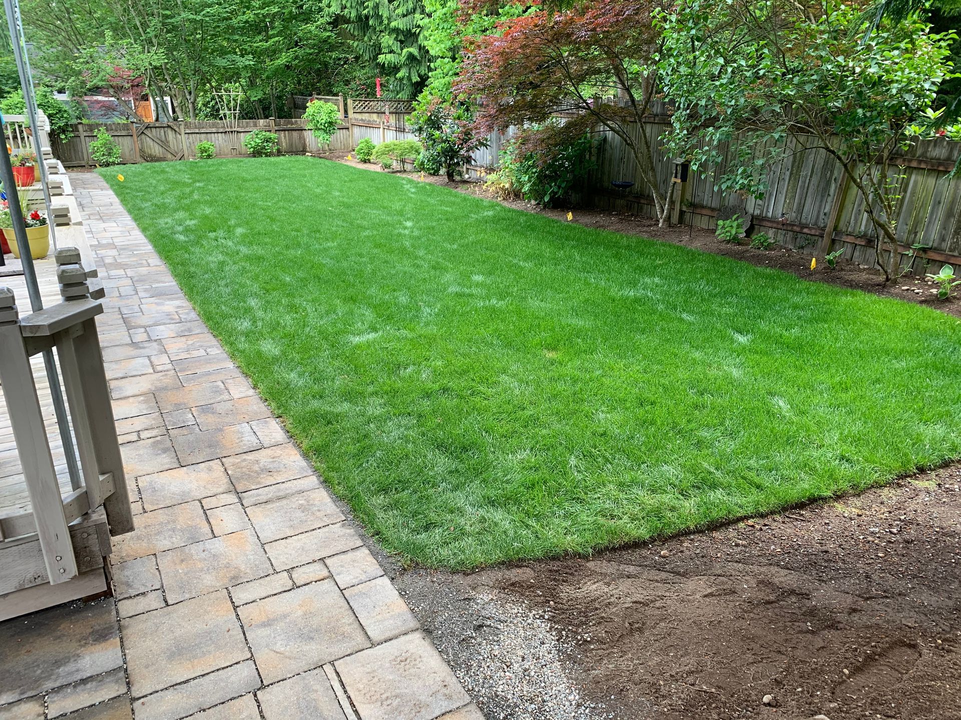 Lush green lawn borders a paved patio in a backyard setting.