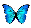 A blue butterfly with black wings is flying on a white background.