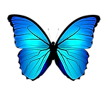 A blue butterfly with black wings is flying on a white background.