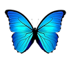 A blue butterfly with black wings is flying on a white background.