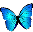 A blue butterfly with black wings is flying on a white background.