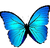 A blue butterfly with black wings is flying on a white background.