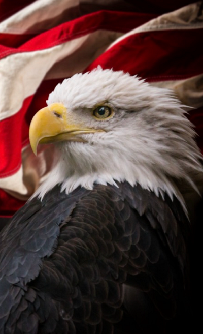 A bald eagle is sitting in front of an american flag