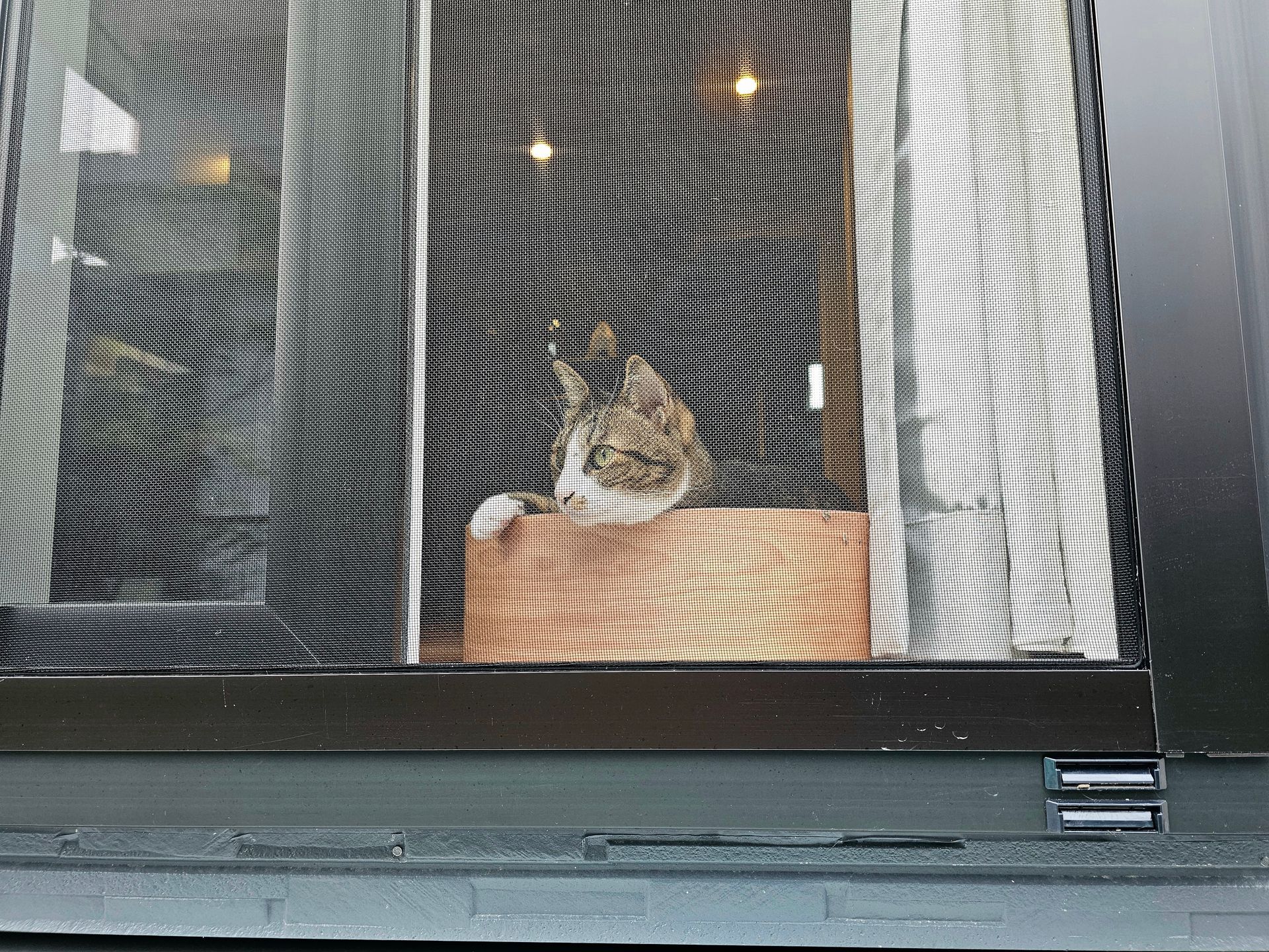 Cat looking out of a window behind screen. Beige cat on a brown box, natural light.