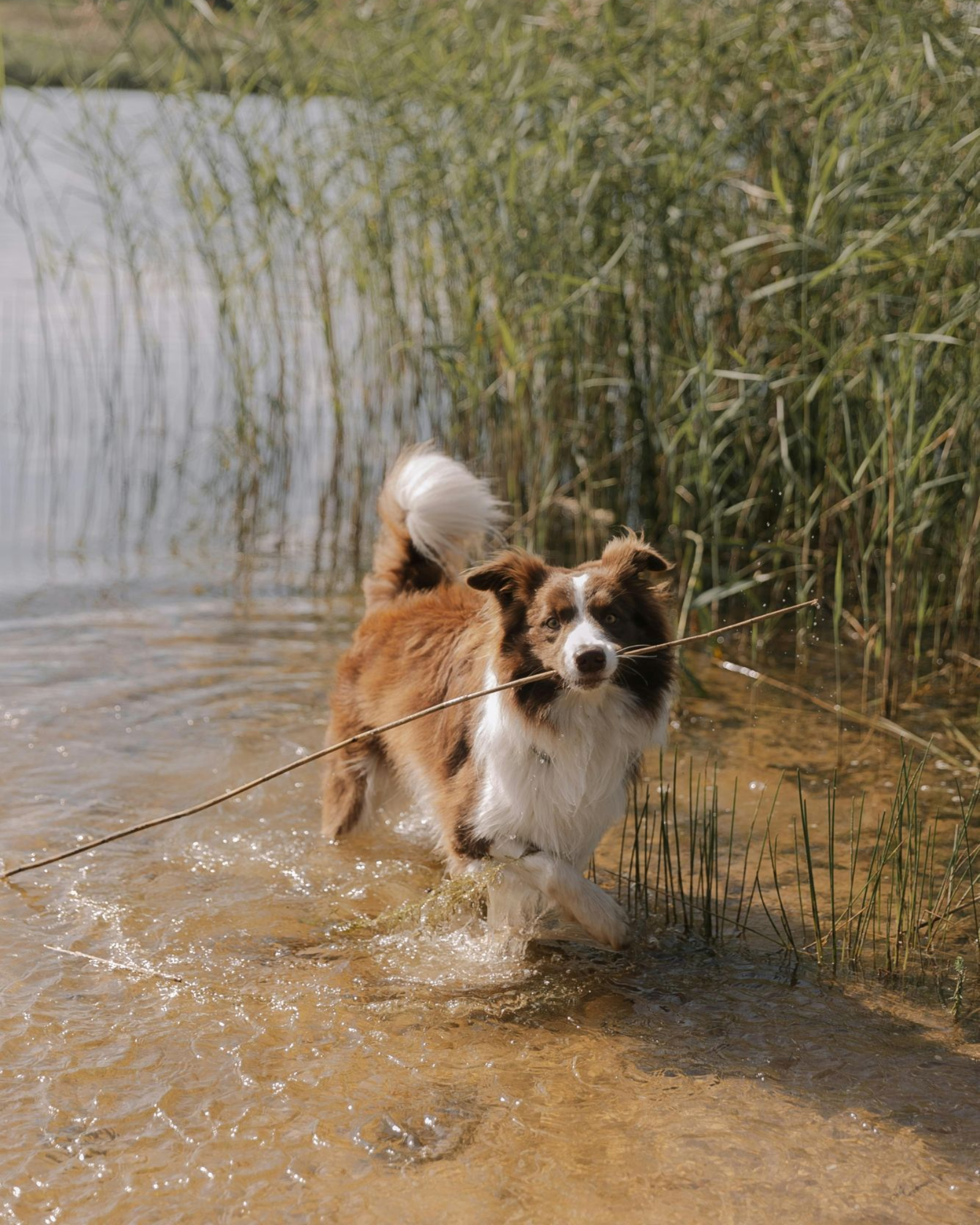 Chien qui joue dans l'eau et qui tient un roseau dans la gueule