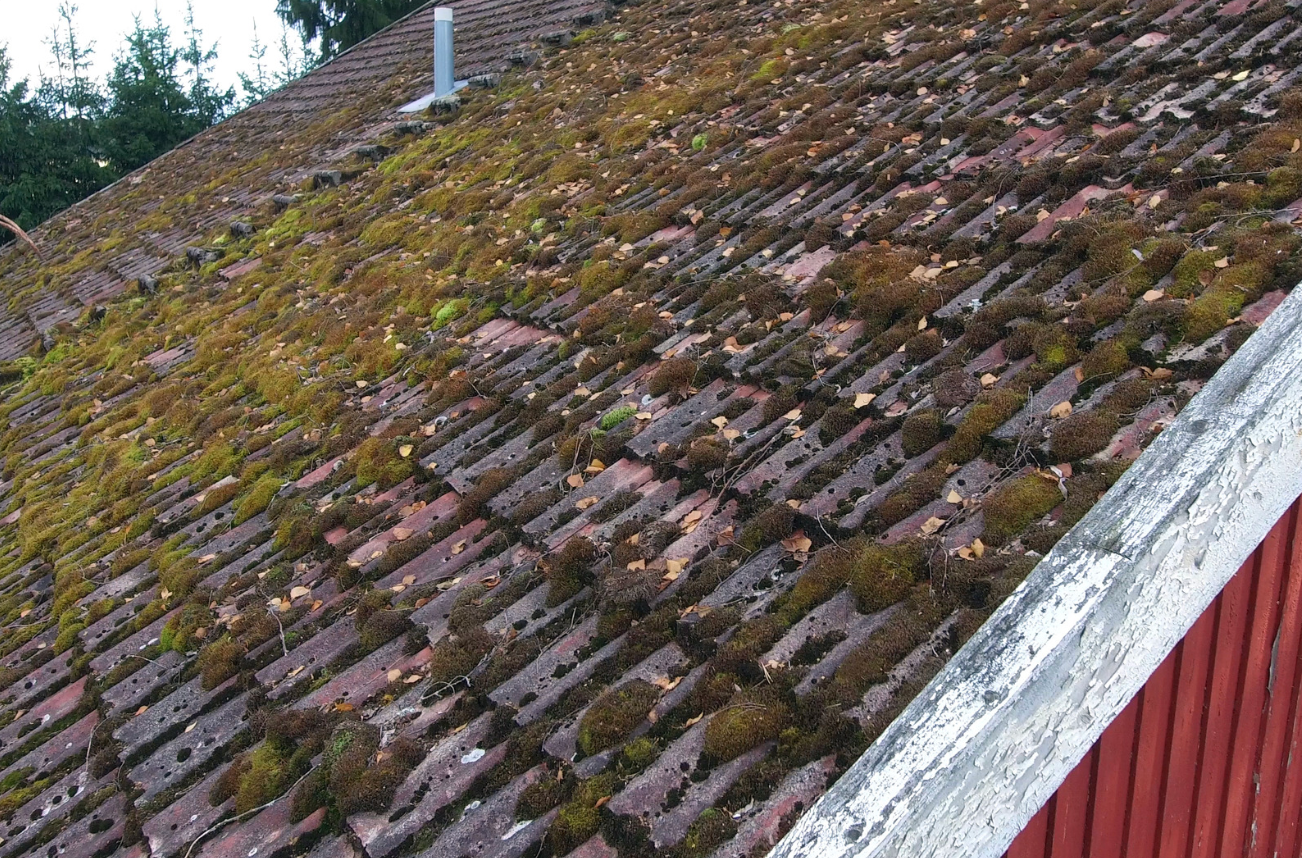 moss on roof of cabin