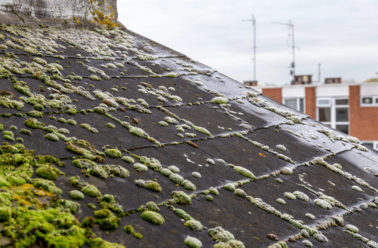 Moss and frost covered asphalt shingles