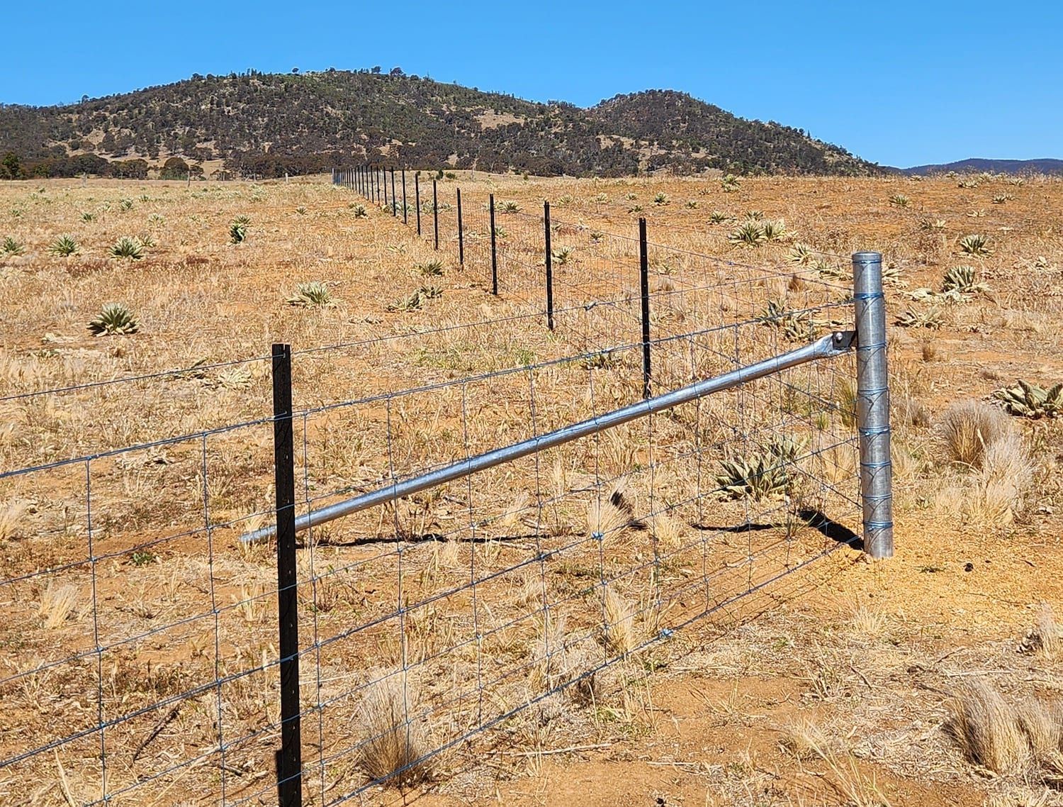 Barbed wire fence in a dry field, with a hill in the background under a blue sky.