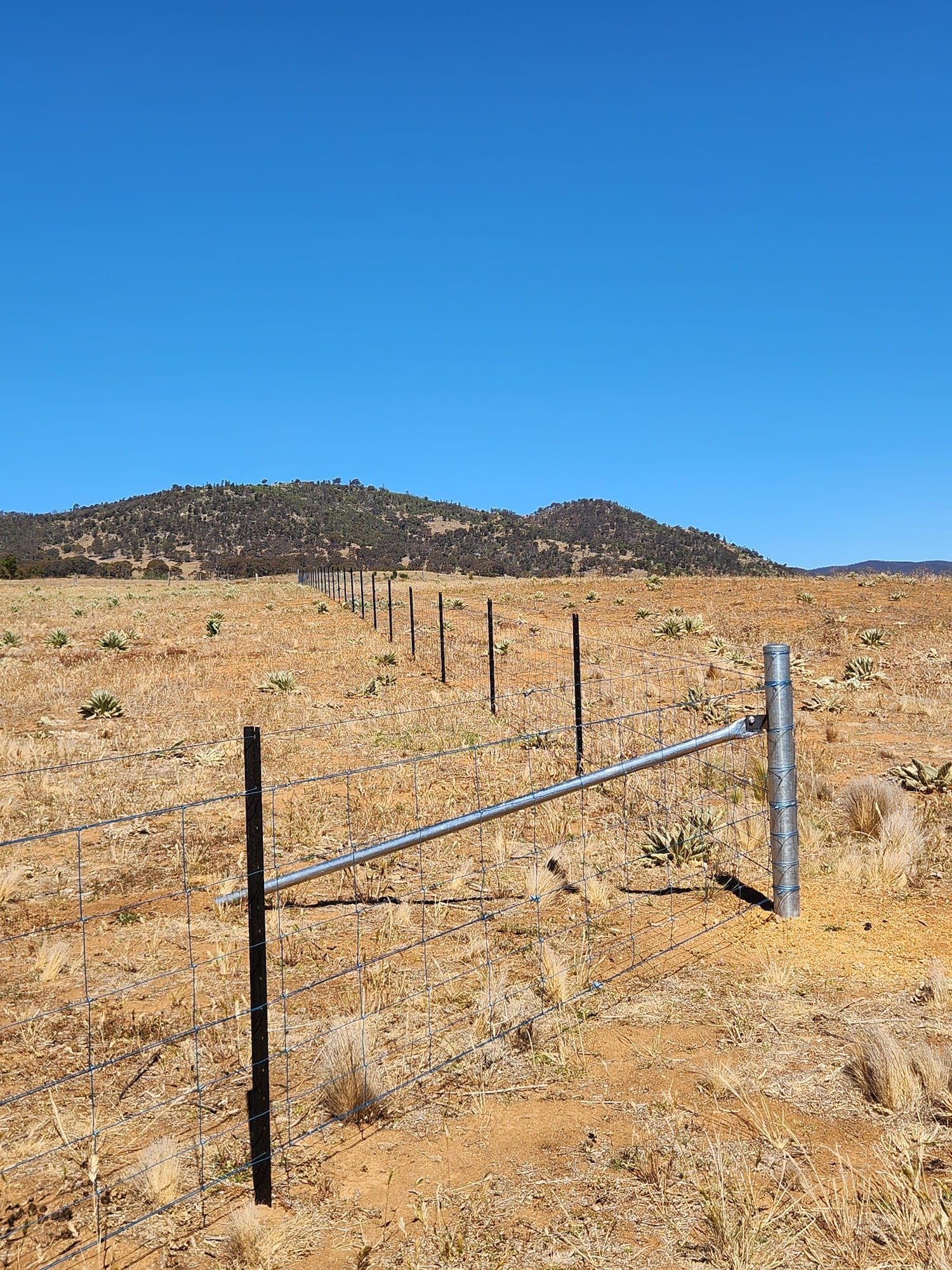 Fence posts in a field, with a hill in the background under a blue sky.