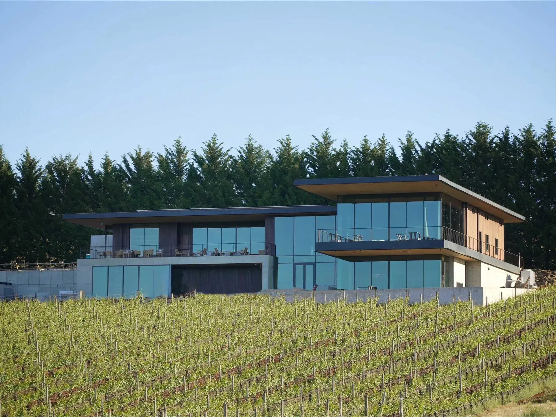 Modern house with large windows overlooks a vineyard.