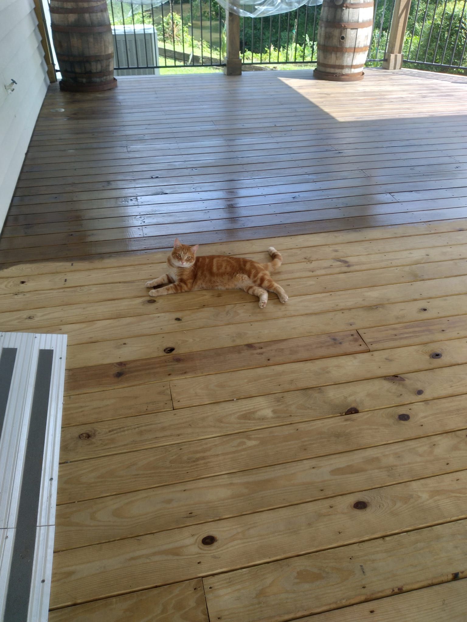 An orange cat is laying on a wooden deck