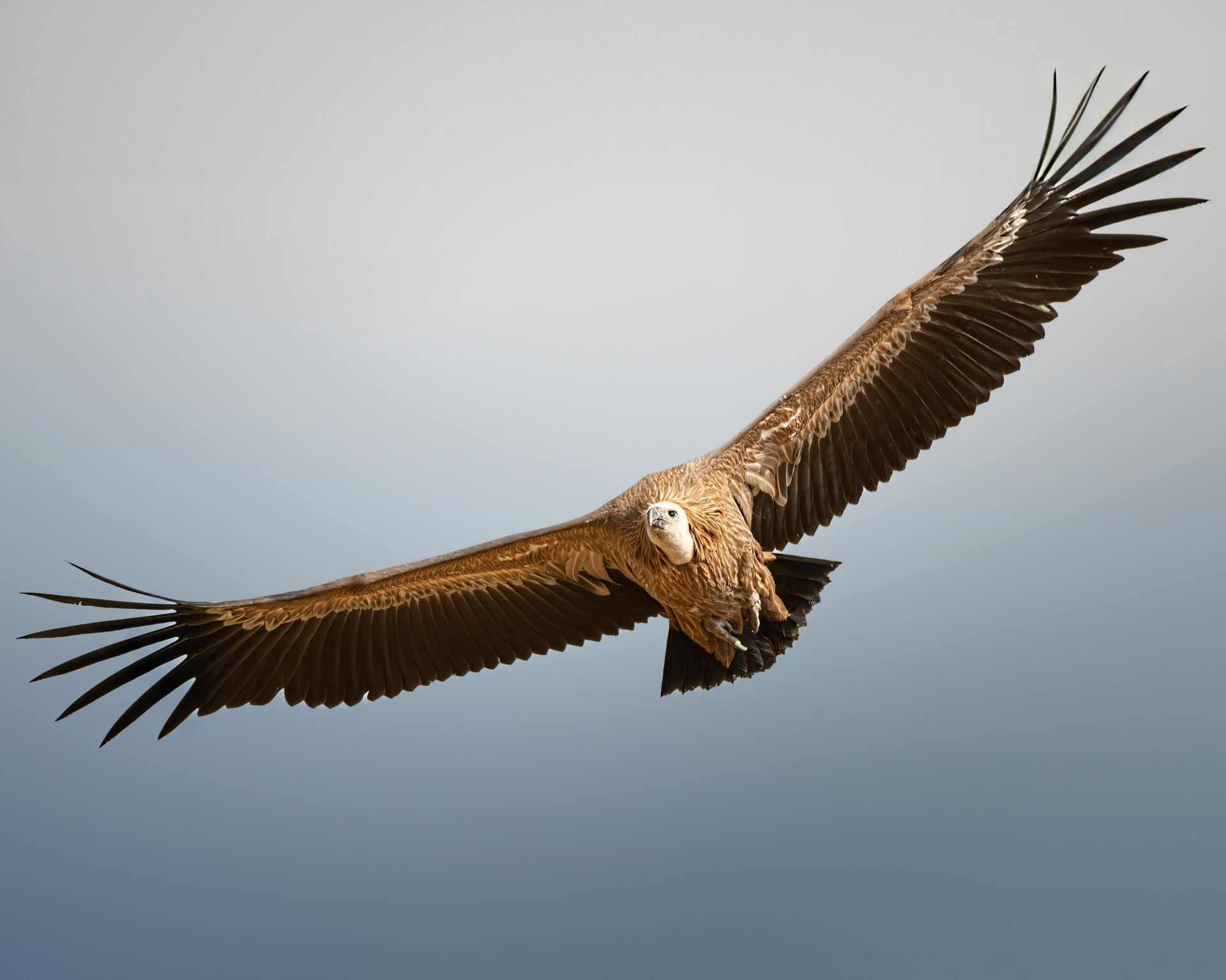 Brown eagle soaring with wings fully spread against a pale sky