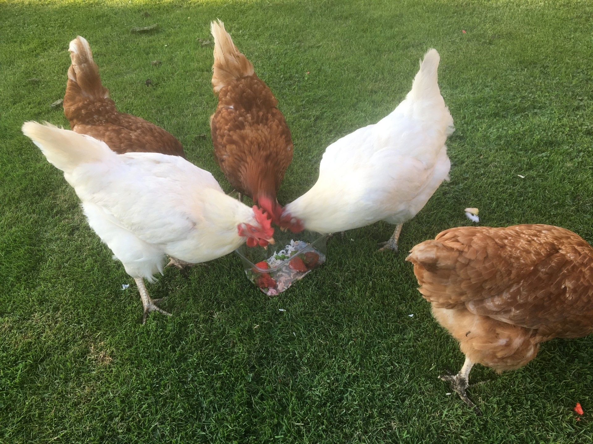 where to chickens a Westergate House