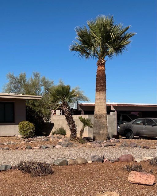 A palm tree in front of a house with a car parked in front of it