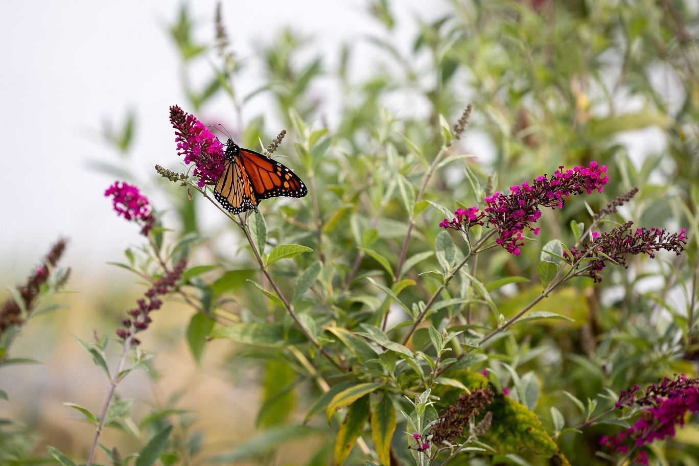 Orange butterfly on purple flowers amid green foliage