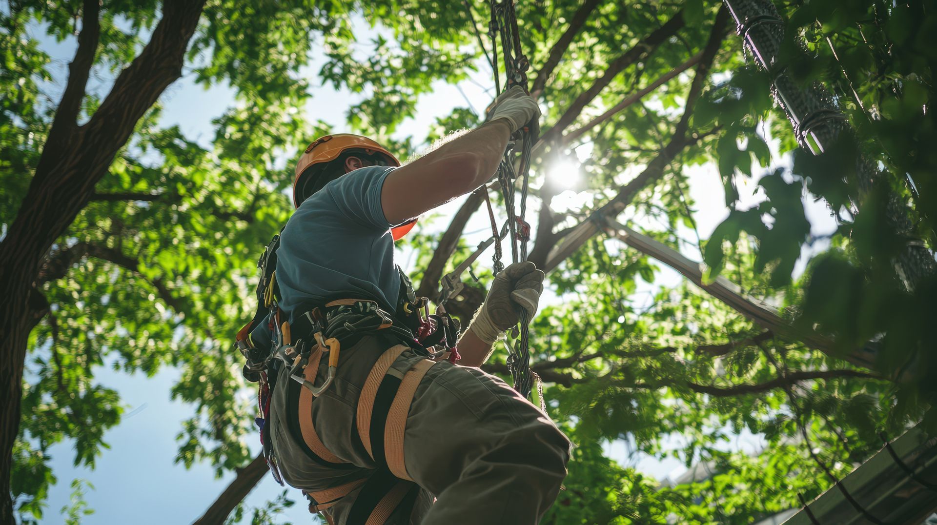 Un homme grimpe à un arbre avec un harnais.