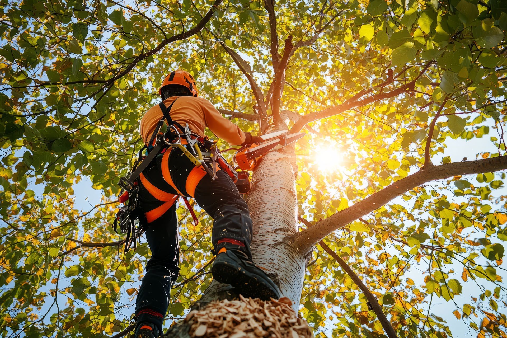 Un homme coupe un arbre avec une tronçonneuse.