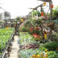 A bright indoor nursery with a wooden pathway lined with various green plants and colorful flowers in pots.