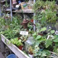 A collection of small potted plants and a vintage water pump on a display table in a greenhouse setting.
