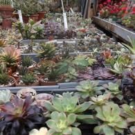 Rows of assorted small succulent plants in various shades of green and purple, arranged in trays at a nursery.