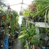A narrow path through a crowded greenhouse filled with numerous hanging plants and potted greenery under a glass roof.