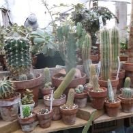 A variety of cacti and succulents in terracotta pots arranged on shelves in a greenhouse setting.