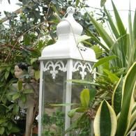 A white, decorative metal lantern with glass panels sits nestled among lush green plants.