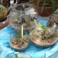 Several glass terrariums with small succulent plants and tags sit on a blue fabric surface.