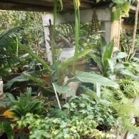 A lush greenhouse interior filled with various potted green plants, including ferns, ivy, and leafy tropical foliage.