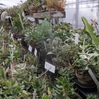 A greenhouse filled with a variety of potted succulents and cacti arranged on shelves and tables.