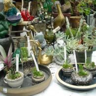 A variety of small succulents planted in teacups, pots, and whimsical garden figurines on display on tables.
