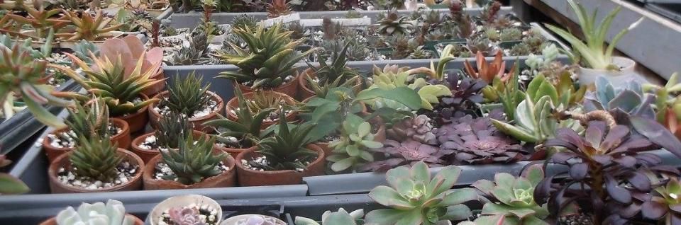 A greenhouse display filled with various potted succulent plants in shades of green, purple, and reddish-brown.
