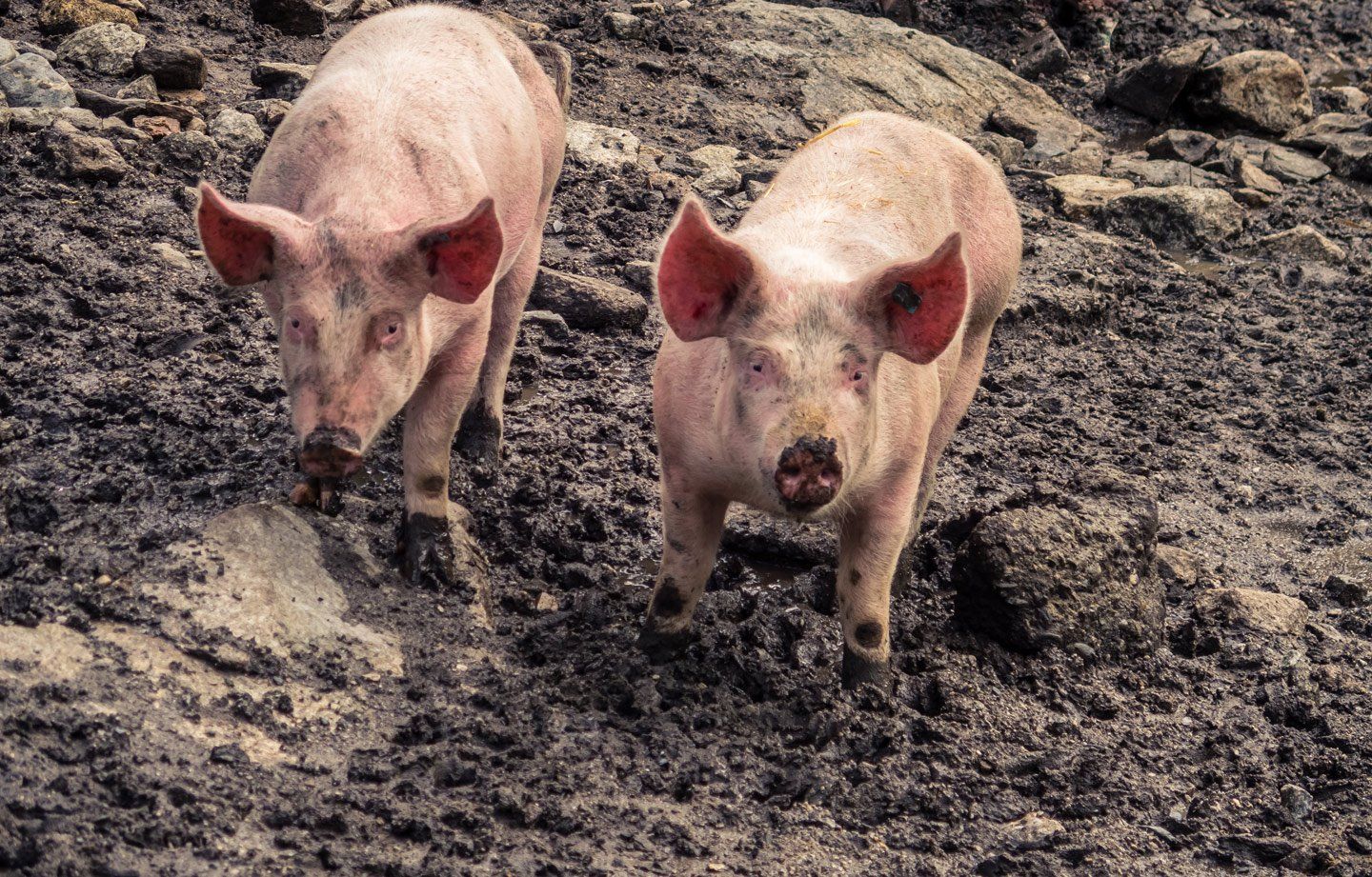 Due maialini rosa in un terreno fangoso.