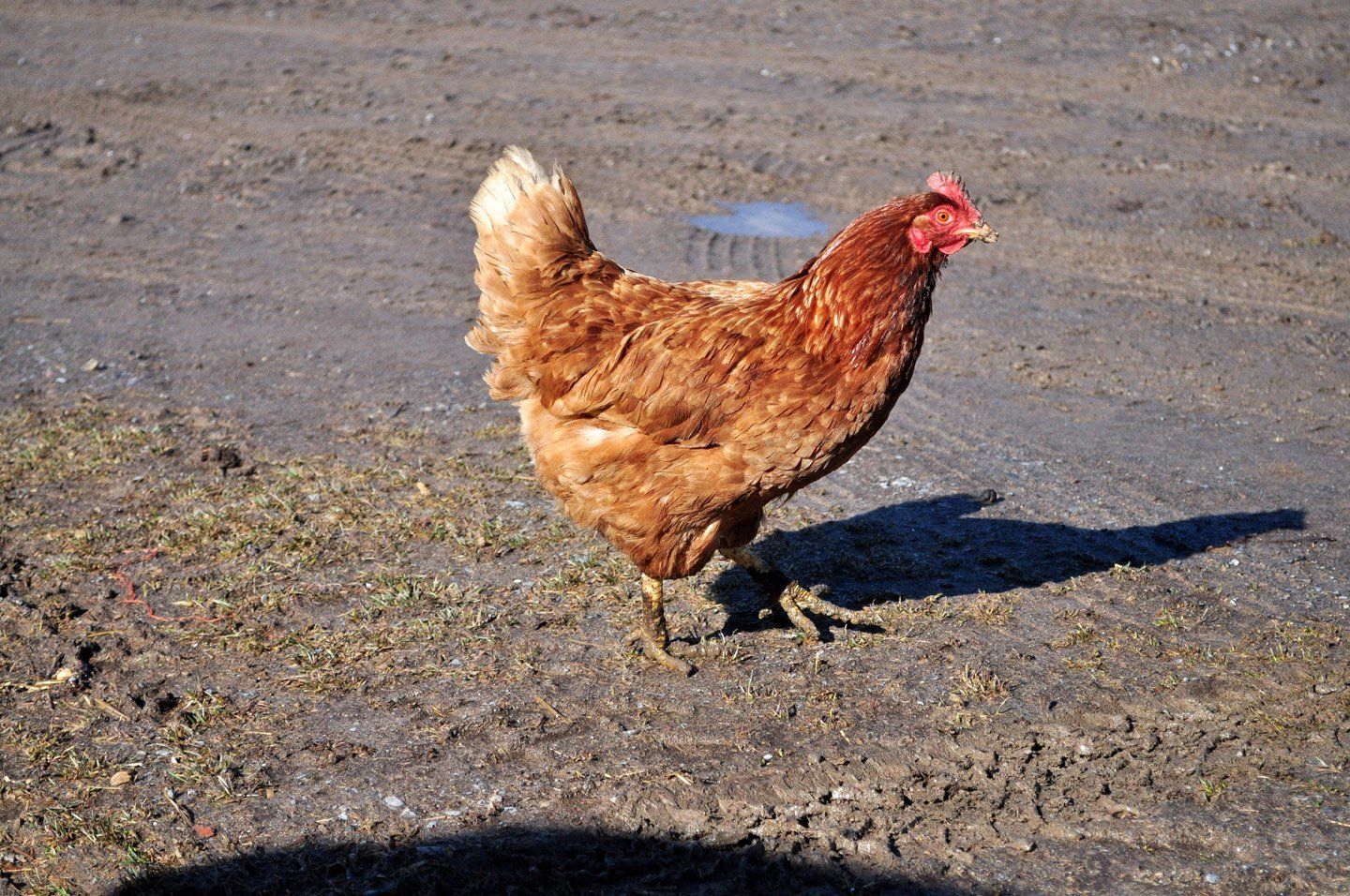 Gallina bruna in piedi su una superficie sterrata, con la sua ombra proiettata verso destra.
