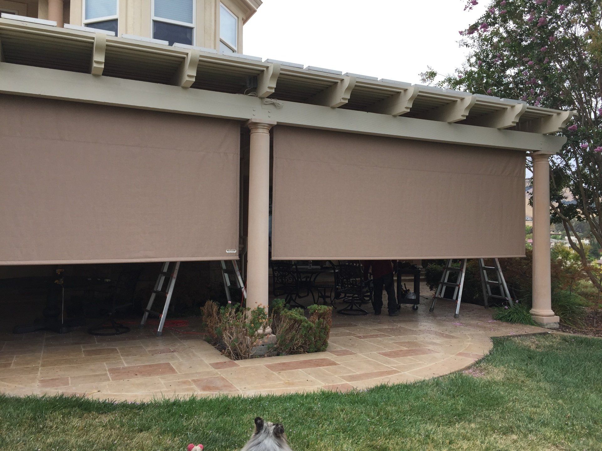 A dog is standing in front of a house with a pergola and blinds.