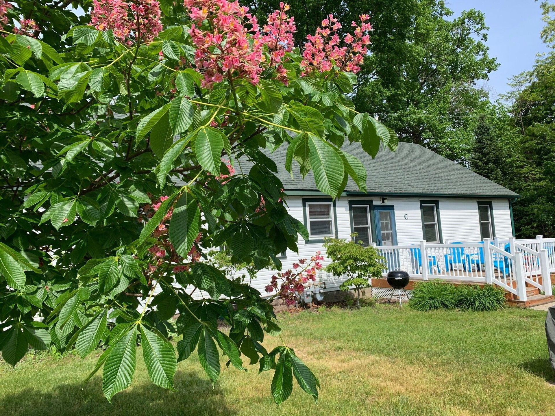White cottage with green roof, red-flowered tree, and blue chairs on a porch. Sunny outdoor setting.