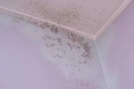 Crescita di muffa sull'angolo di una parete e del soffitto, con colorazione scura.