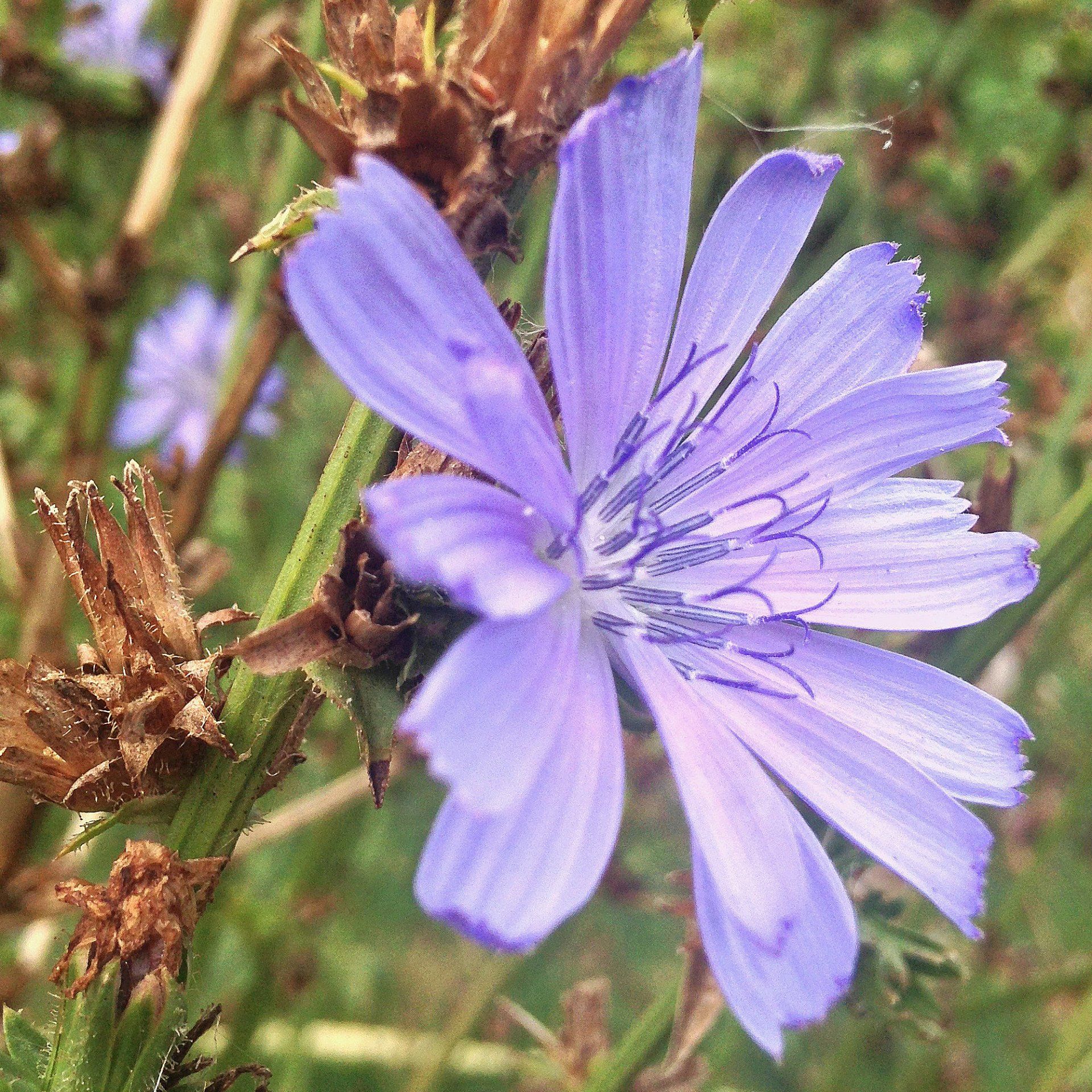 Nanaaja Blog Andijvie of Cichorei