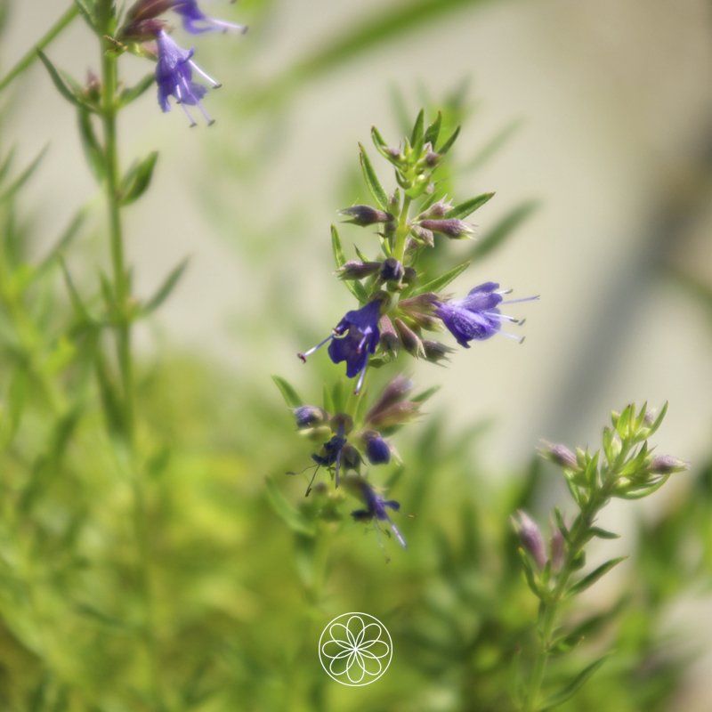Nanaaja Kruiden Orakel Hyssop