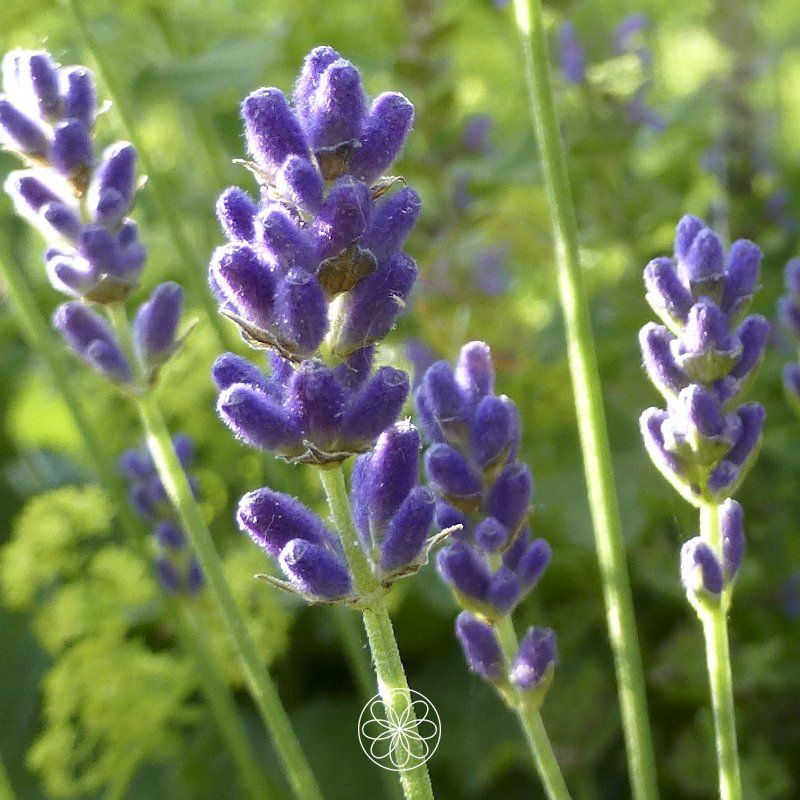 Nanaaja Kruiden Lavendel