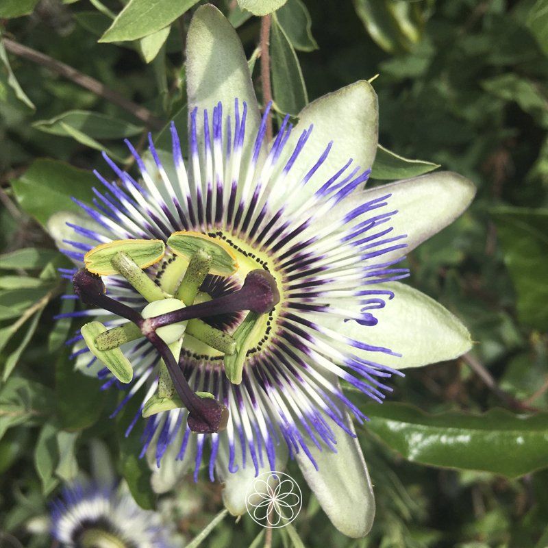 Nanaaja Kruiden Passiebloem