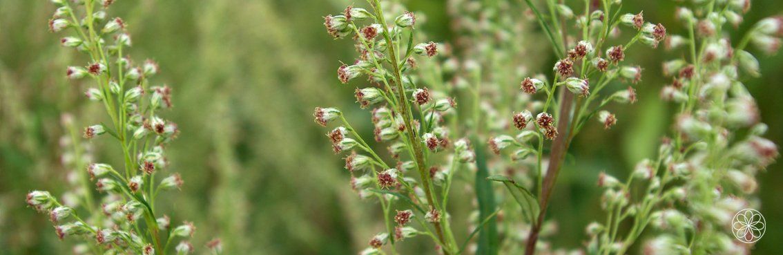 Nanaaja Bijvoet Artemisia vulgaris