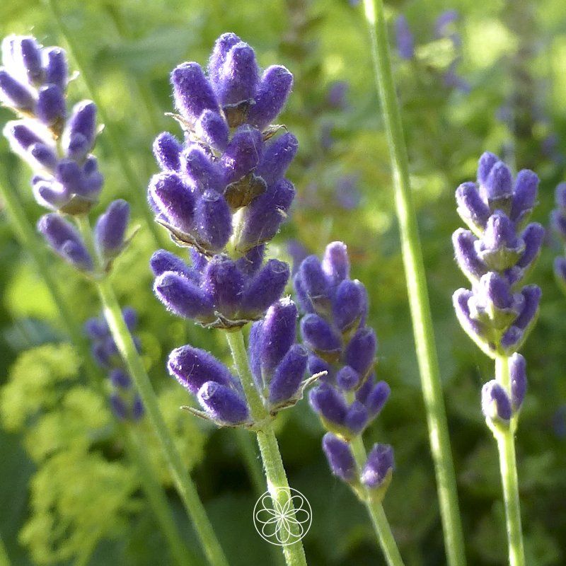 Nanaaja kruiden orakel Lavendel