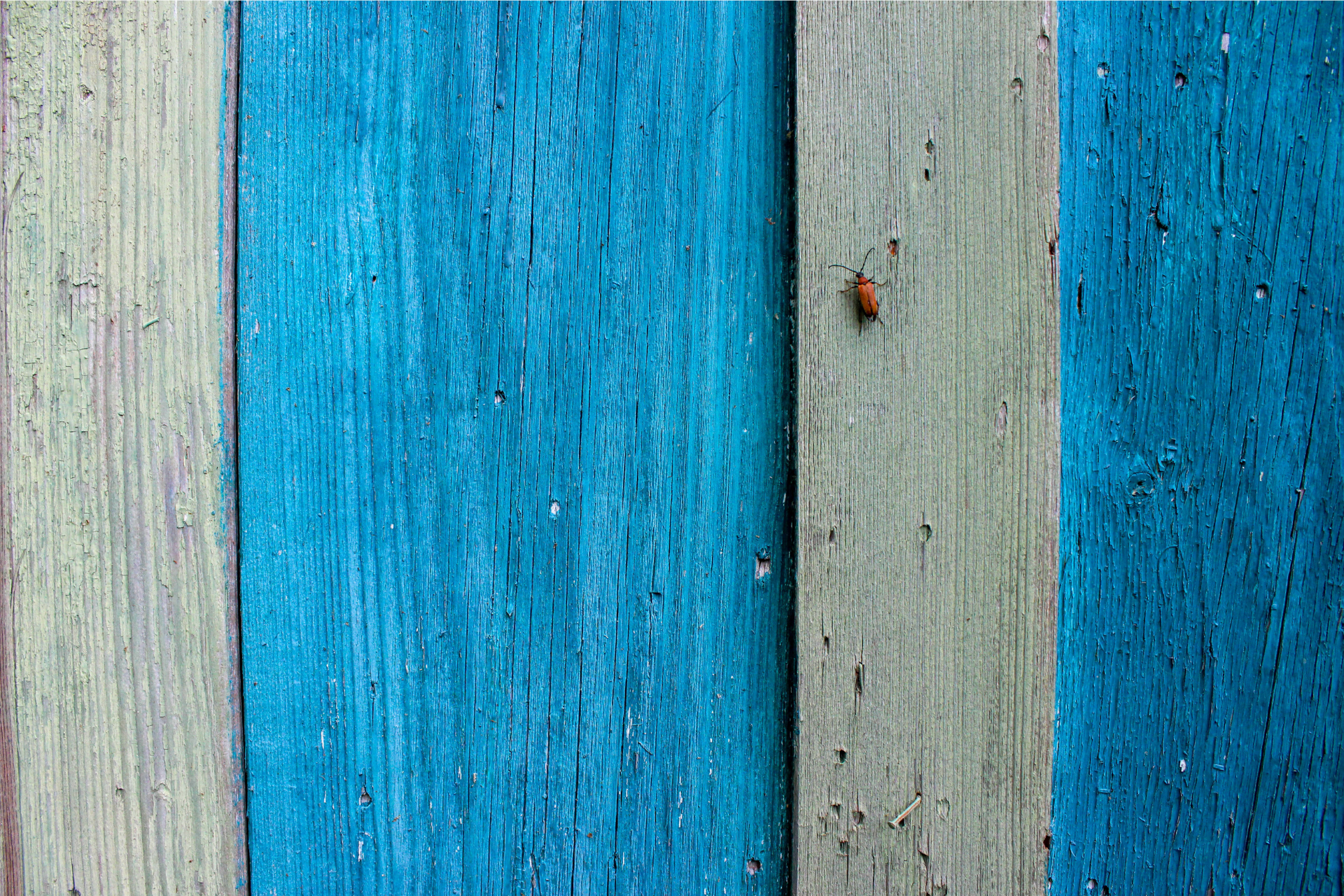 Do Pests Like Your Paint Color?
