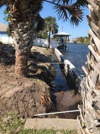 A palm tree is sitting next to a body of water.