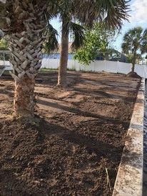 A palm tree is standing in the middle of a dirt field.