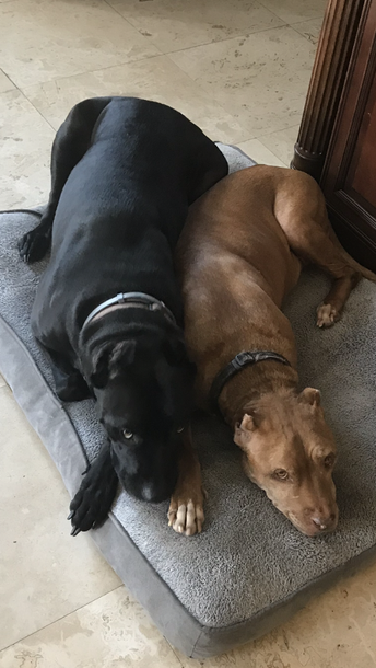 Two dogs are laying next to each other on a bed.