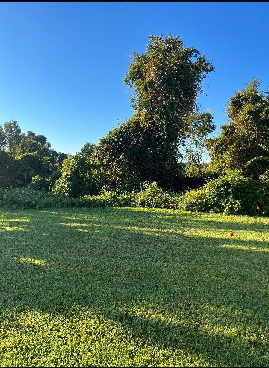 A lush green field with trees in the background and a blue sky