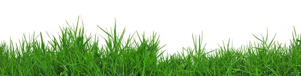 A patch of bright green blades of grass set against a solid white background.