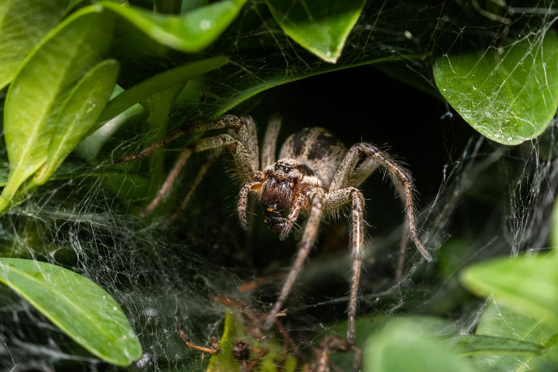 Residential & Commercial Pest Control Las Vegas, NV